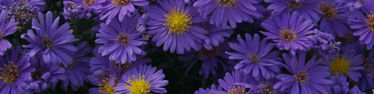 Franklin Park Conservatory and Botanical Gardens Farmers' Market photo 13