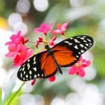 Blooms & Butterflies Opening Day