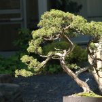 Bonsai Basics