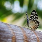 Butterflies in Watercolor