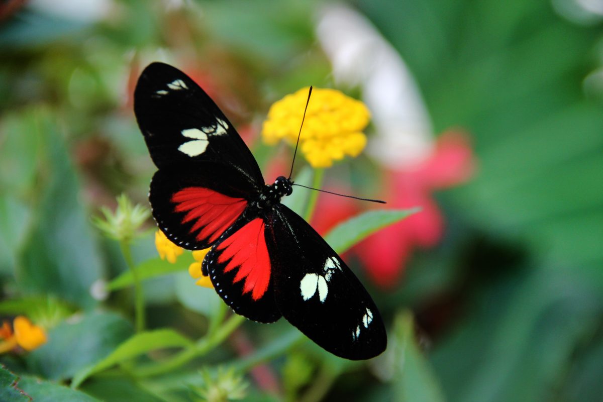 Blooms \u0026 Butterflies Franklin Park Conservatory and Botanical
Gardens