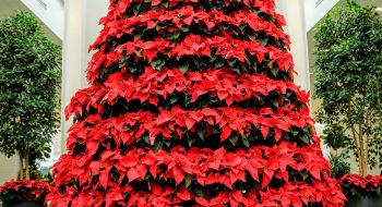 Holiday Blooms