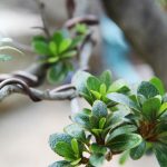 Visiting Bonsai Artist Series with Jason Parrish