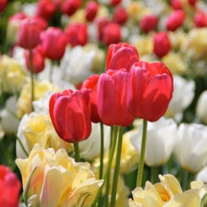 red-yellow-white-tulips