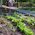 The Communal Garden: Season Extension