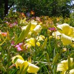 Daylily 101