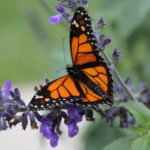 Butterflies & Summer Blooms Walk & Talk