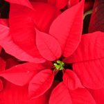 Stained Glass Poinsettia
