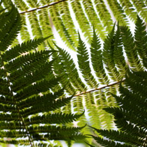 fronds-with-light-shining-through