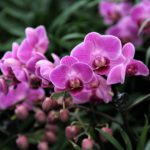 Retired Orchid Sale for Members