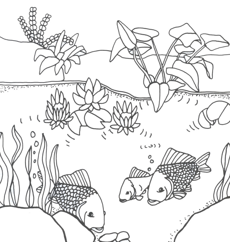 koi-pond-coloring-page