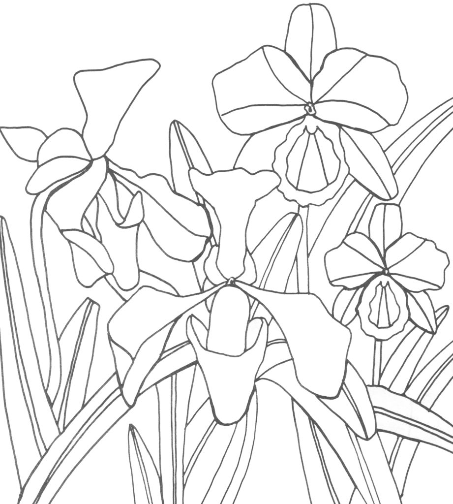 orchids-coloring-page