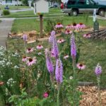 Spring Into Gardening: Tried & True Perennials