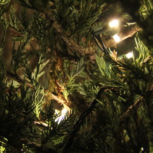 lights-in-evergreen-boughs