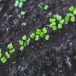 Spring Into Gardening: Soil & Compost