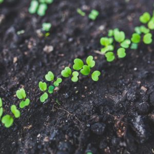 seedlings-growing-from-soil
