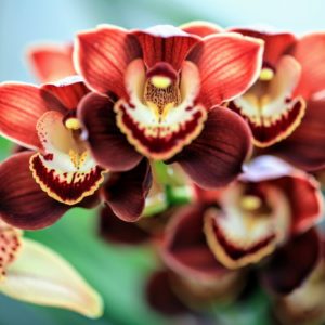 maroon-orchid-blossoms