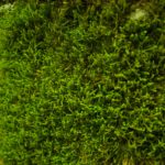 Kokedama: The Art of Moss