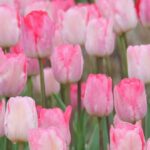 Tulip Painting in Acrylic