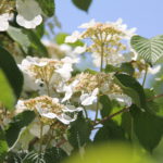 Mother’s Day Concert: Honey & Blue