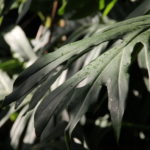 Tropical Houseplants 101