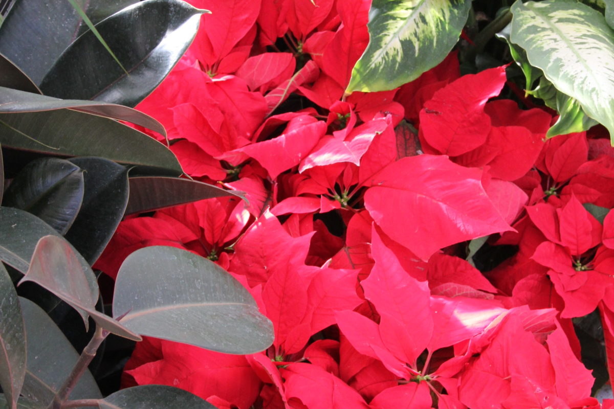holiday blooms poinsettia