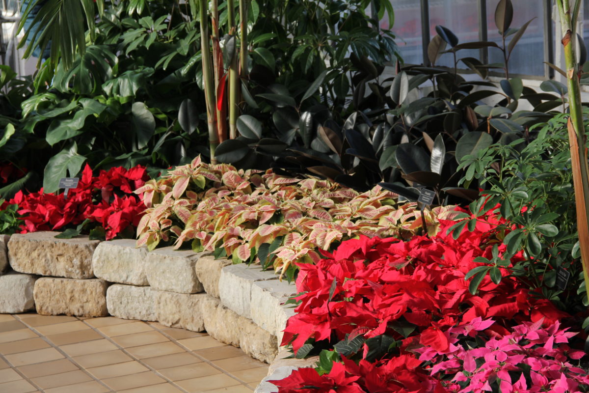 holiday blooms poinsettia