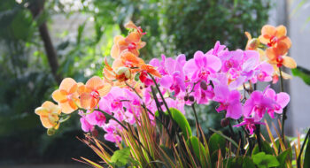 Orchids