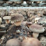 The Communal Garden: Growing Mushrooms