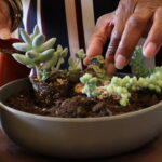 Succulent Planter