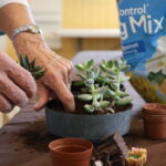 Wild With Succulents: Planter Happy Hour
