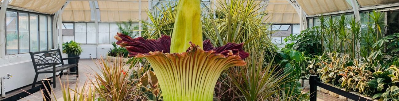 Blooming Betty | Franklin Park Conservatory and Botanical