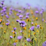 What Makes Nature Restorative?