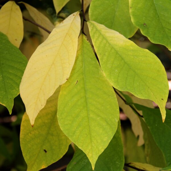 Fall Color Report Franklin Park Conservatory and Botanical