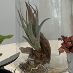 Ferns & Fittonia Terrarium