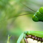The Bugman