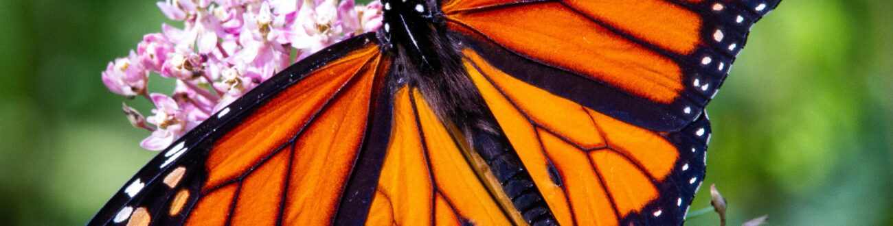 Stained Glass Monarch | Franklin Park Conservatory and Botanical ...