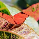 Blooms & Butterflies