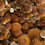 Fungi & Friends: ID Workshop