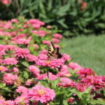 The Flutter Run