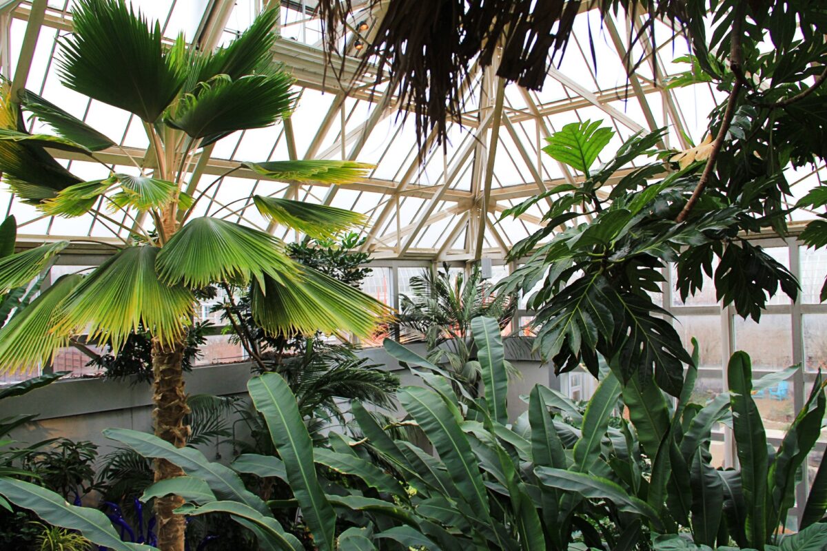 Pacific Island Water Garden