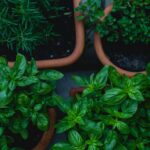 Starting Your Herb Garden