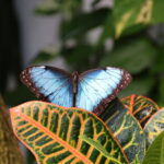 Blooms & Butterflies