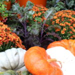 Harvest Blooms
