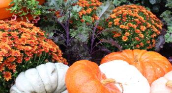 Harvest Blooms