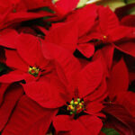 2025 Cocktails at the Conservatory – Merry Martini