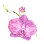 Blooms and Bubbles: Orchid Watercolor