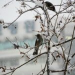 Winter Birding Walk & Talk