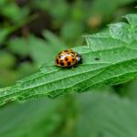 Stained Glass: Ladybug