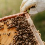 Introduction to Beekeeping